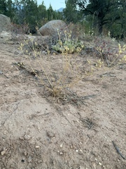 Frasera albomarginata