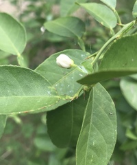 Citrus × aurantiifolia