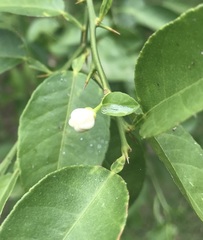 Citrus × aurantiifolia