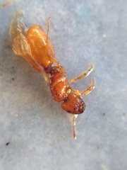 Pheidole cerebrosior