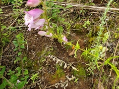 Penstemon
