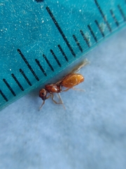 Pheidole cerebrosior