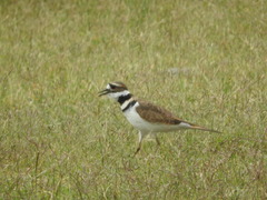 Charadrius vociferus