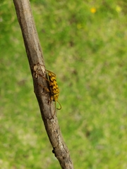 Ochraethes z-littera