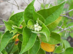 Croton ciliatoglandulifer