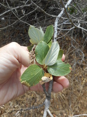 Ceanothus arboreus