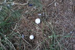 Agaricales