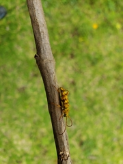 Ochraethes z-littera