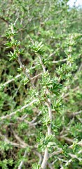 Nitraria billardierei