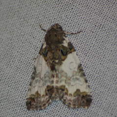 Cerma cerintha