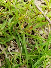 Ochraethes z-littera