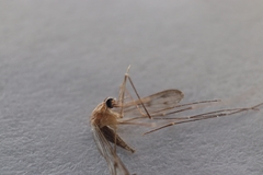 Anopheles freeborni
