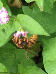 Vespa simillima xanthoptera