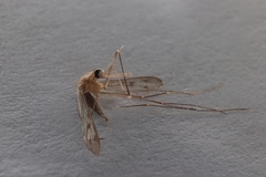 Anopheles freeborni