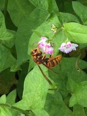 Vespa simillima xanthoptera