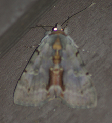 Catocala grynea