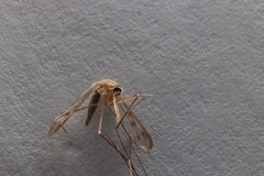Anopheles freeborni