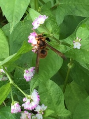 Vespa simillima xanthoptera