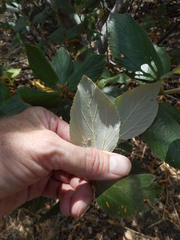 Ceanothus arboreus