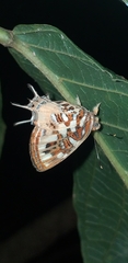 Sarota chrysus