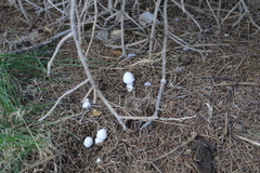 Agaricales