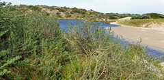 Nitraria billardierei