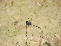 Dythemis nigrescens