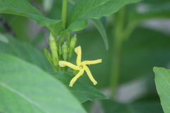 Mandevilla foliosa