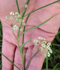 Asclepias linearis