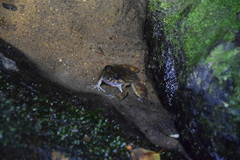 Limnonectes kuhlii