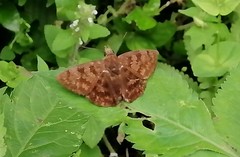 Pellicia