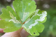 Phytomyza minuscula group