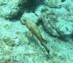 Epinephelus guttatus