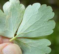 Phytomyza minuscula group