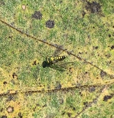 Sciapodinae