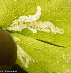 Phytomyza minuscula group