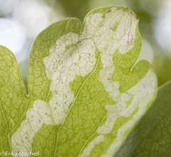 Phytomyza minuscula group