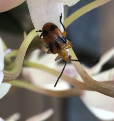 Stethopachys formosa