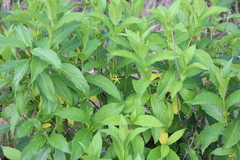 Mandevilla foliosa
