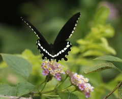 Papilio polytes