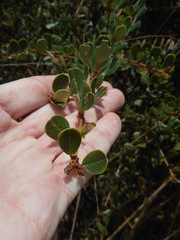 Ceanothus megacarpus insularis