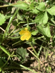 Potentilla indica