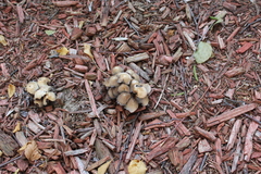 Coprinopsis