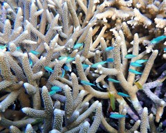 Chromis atripectoralis