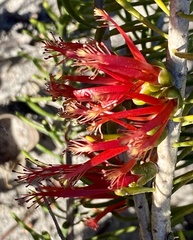 Melaleuca gracilis