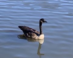 Branta canadensis