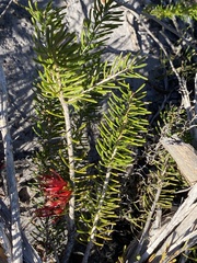 Melaleuca gracilis