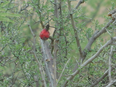 Peniocereus greggii greggii