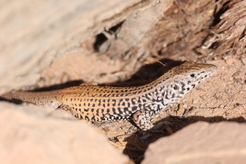 Western Whiptail, photo 10 of 10