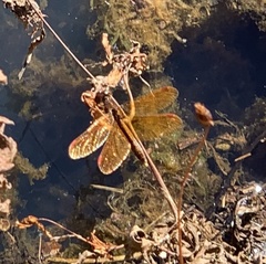Perithemis tenera